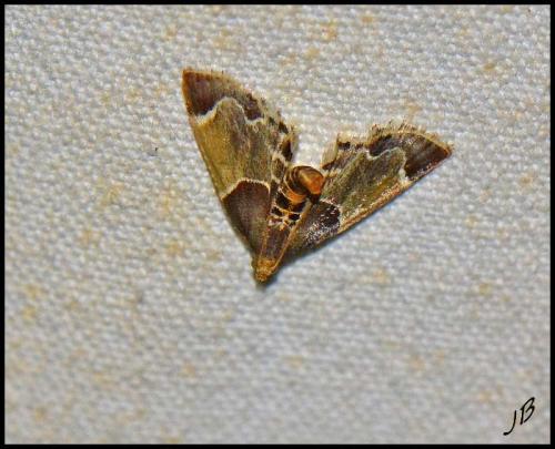 Réf. 190 537 : Pyralis farinalis